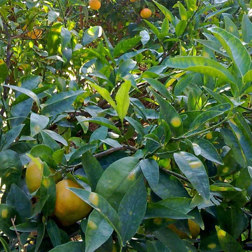 Mandarine - Citrus reticulata subsp. unshiu (Laub)