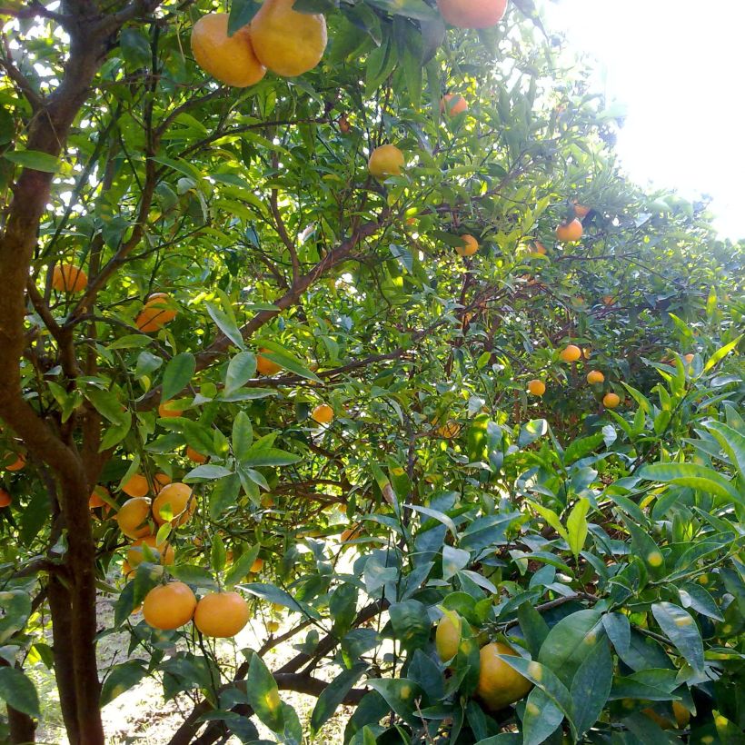 Mandarine - Citrus reticulata subsp. unshiu (Hafen)