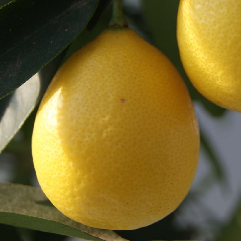 Limequat - Citrus floridana (Ernte)