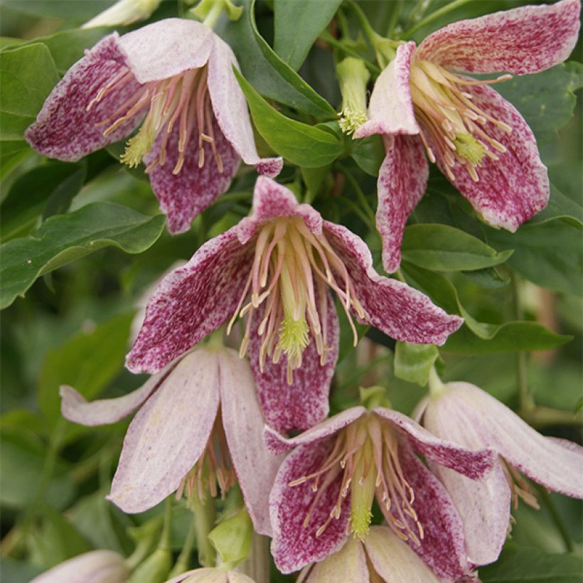 Clematis Advent Bells - Waldrebe (Blüte)