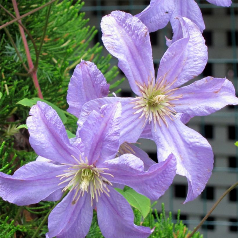 Waldrebe Prince Charles - Clematis (Blüte)