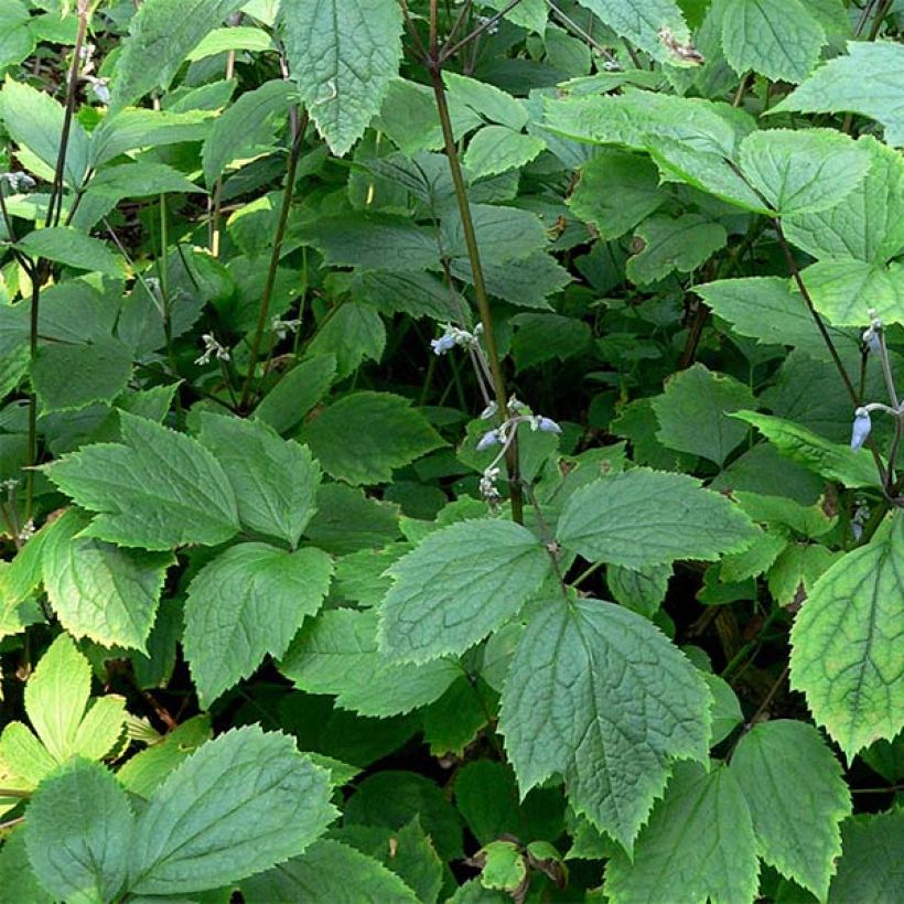 Clematis heracleifolia - Stauden-Waldrebe (Laub)