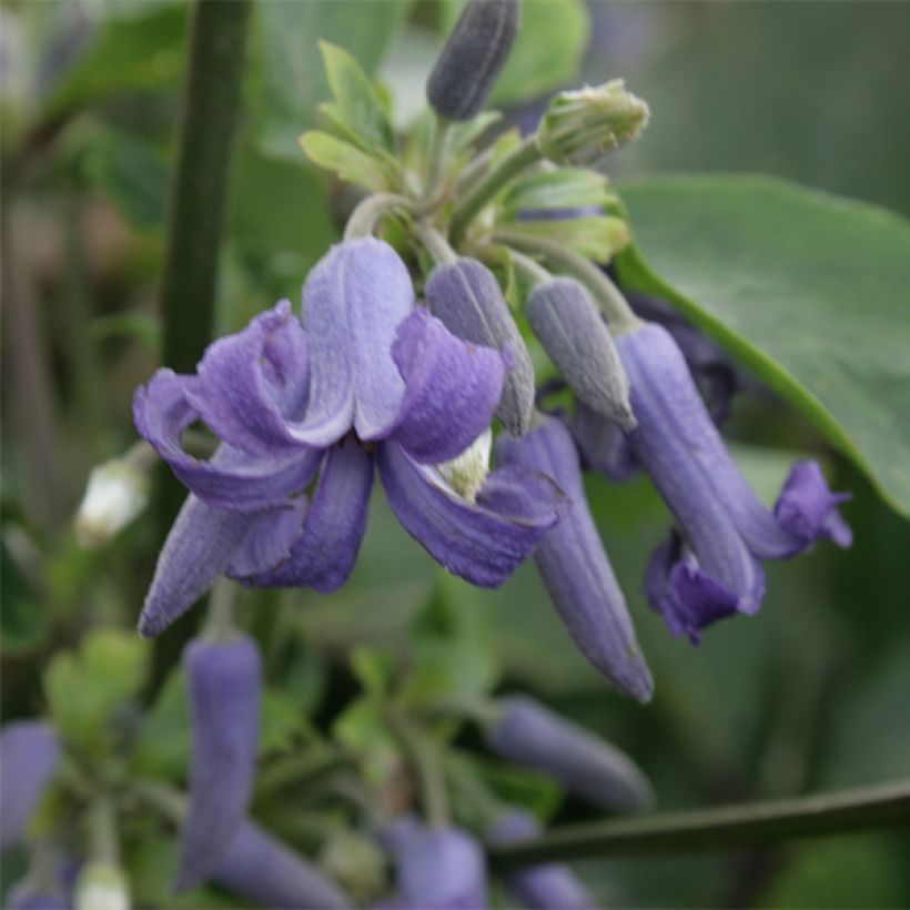 Clematis heracleifolia - Stauden-Waldrebe (Blüte)