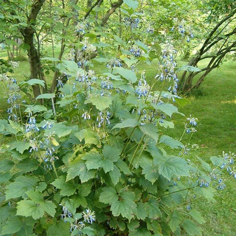 Clematis heracleifolia - Stauden-Waldrebe (Hafen)