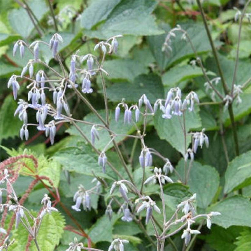 Waldrebe stans - Clematis (Blüte)