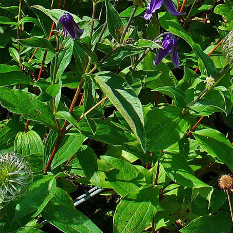 Clematis integrifolia - Stauden-Waldrebe (Laub)