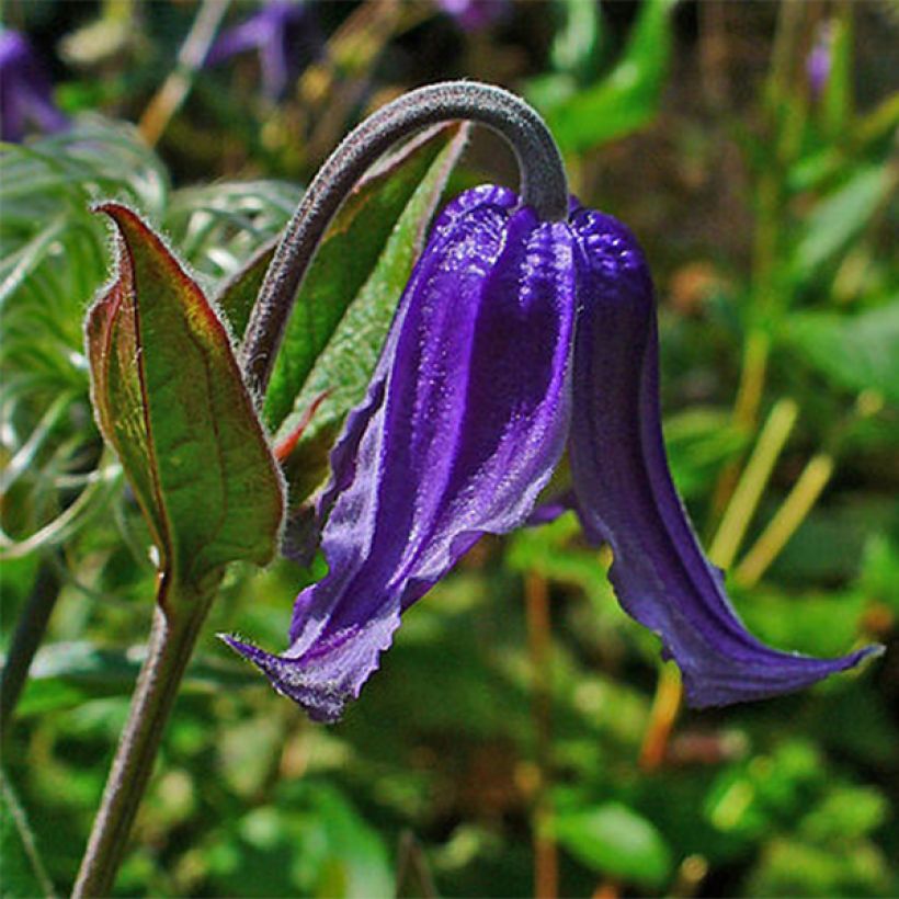 Clematis integrifolia - Stauden-Waldrebe (Blüte)