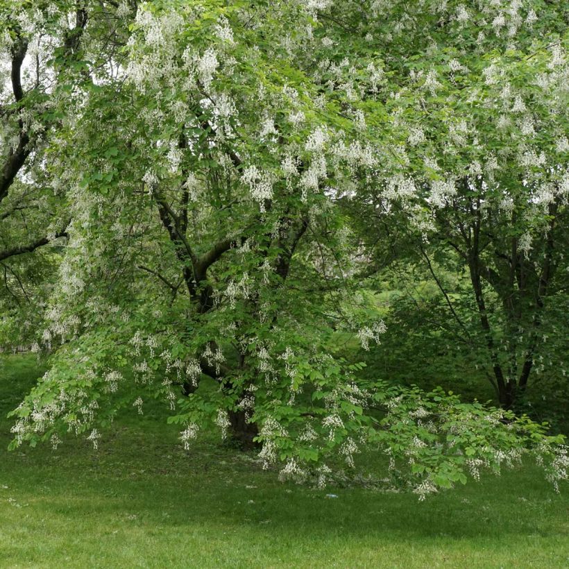 Cladrastis kentukea - Gelbholz (Blüte)