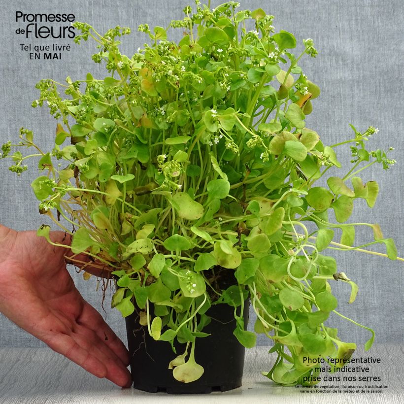 Exemplar von Claytonia perfoliata - Pourpier d’Hiver ou Claytone de Cuba Pot de 1,5L/2L wie im Frühjahr geliefert