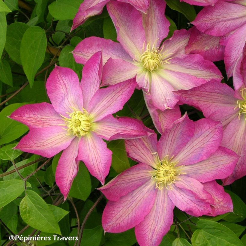 Waldrebe Asao - Clematis (Blüte)