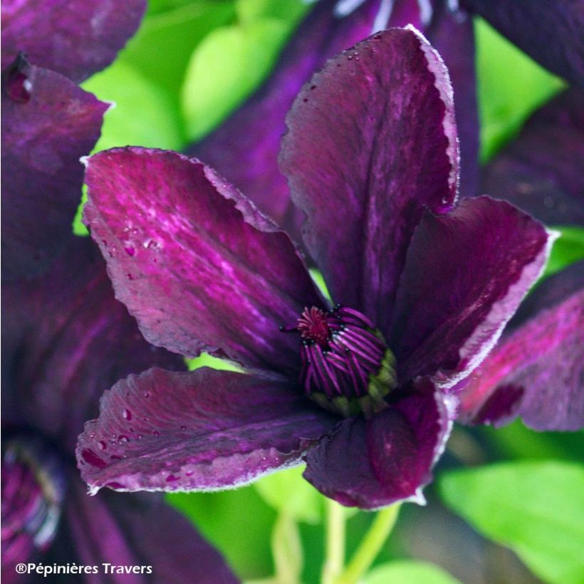 Clematis viticella Dark Eyes - Waldrebe (Blüte)