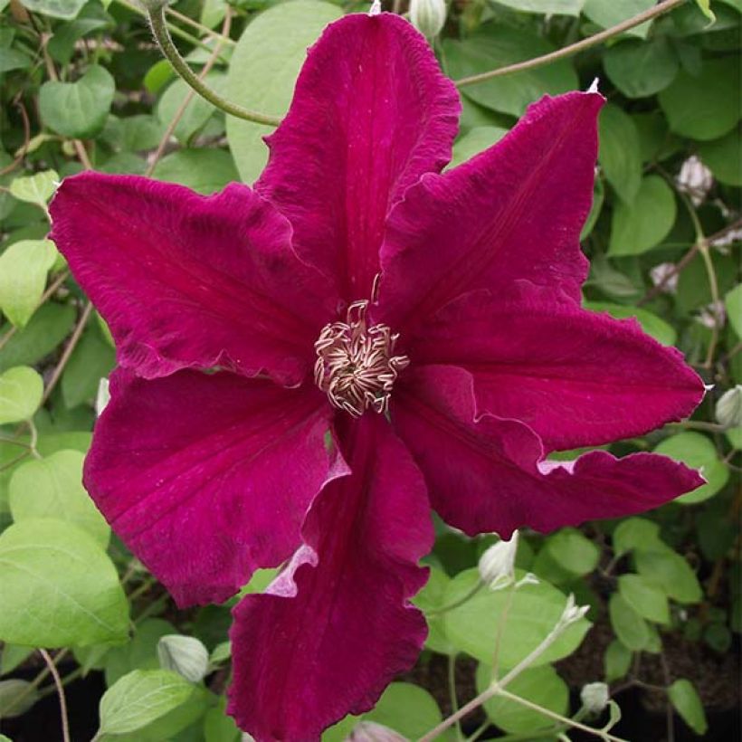 Clematis viticella Ernest Marckham - Waldrebe (Blüte)