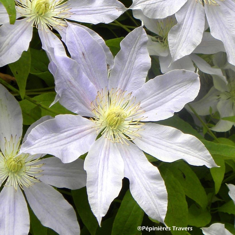 Waldrebe Etoile Nacrée - Clematis (Blüte)