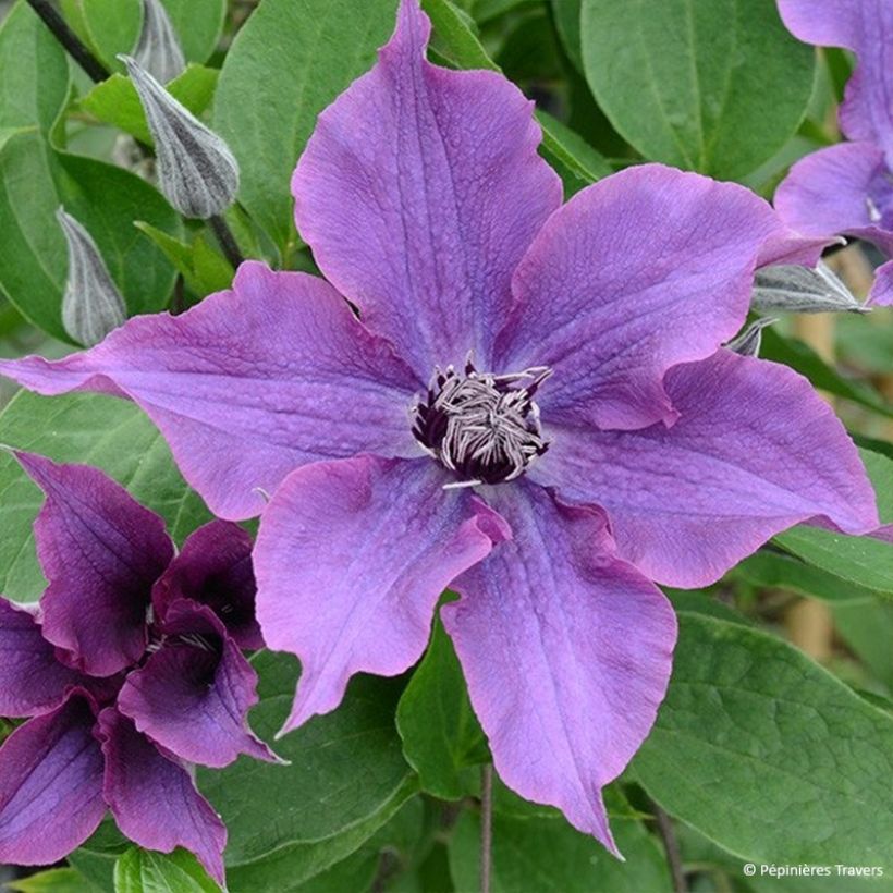 Waldrebe Guiding Promise - Clematis (Blüte)