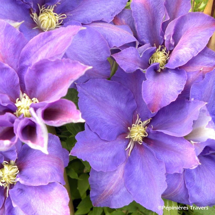 Waldrebe H. F. Young - Clematis (Blüte)