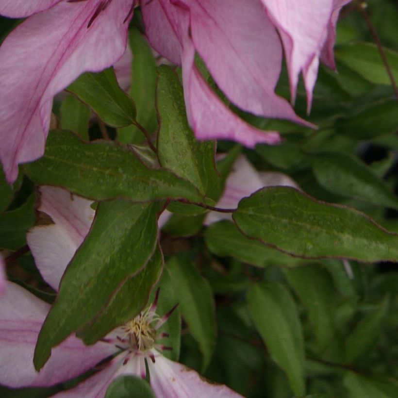 Waldrebe Isabella - Clematis (Laub)