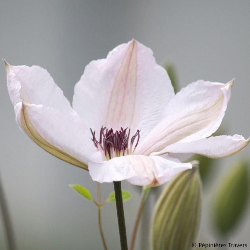 Waldrebe Jan Pawel II - Clematis (Blüte)