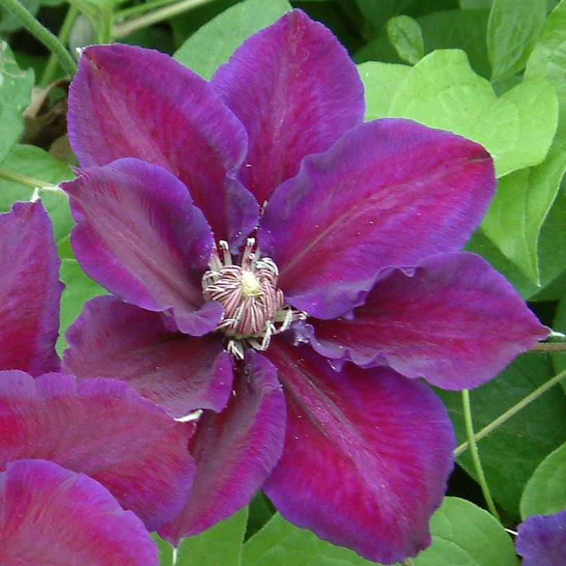 Waldrebe Julka - Clematis (Blüte)