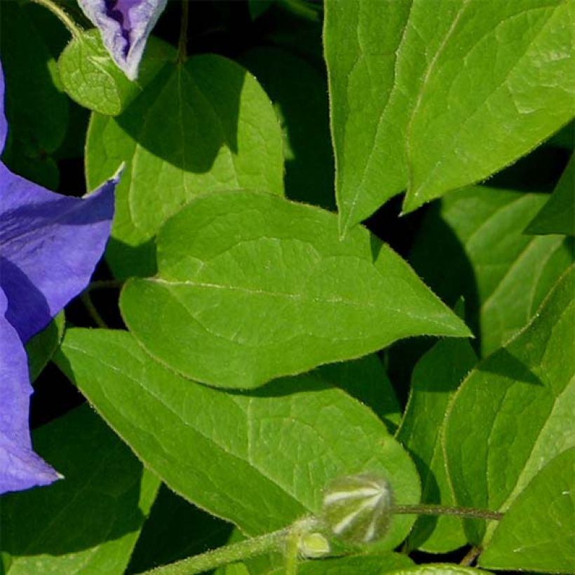 Waldrebe Kingfisher - Clematis (Laub)