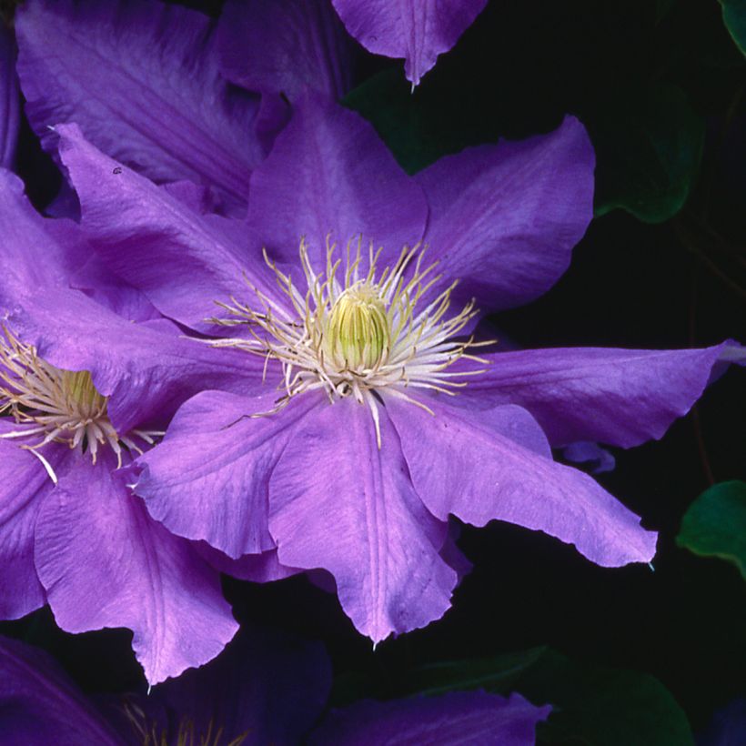 Waldrebe Lasurstern - Clematis (Blüte)