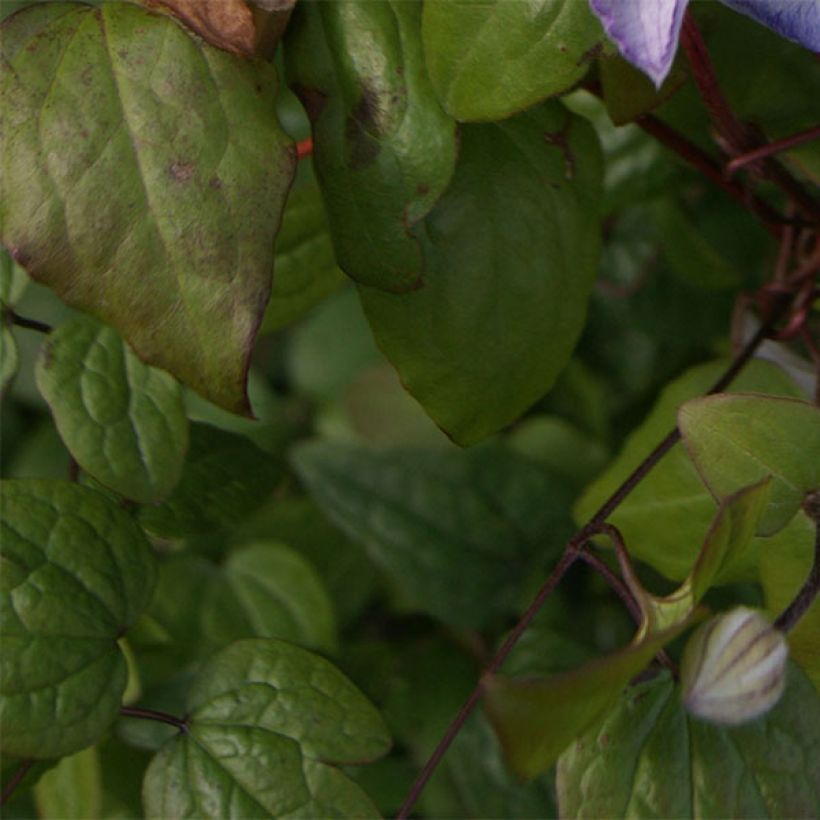 Clematis jackmanii Lucky Charm - Waldrebe (Laub)