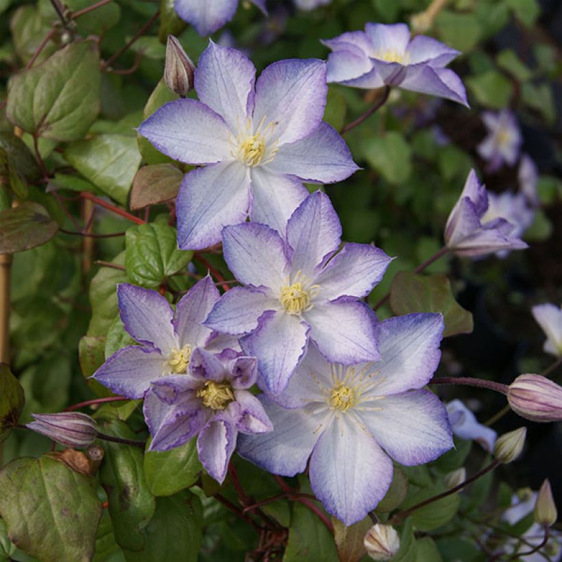 Clematis jackmanii Lucky Charm - Waldrebe (Blüte)