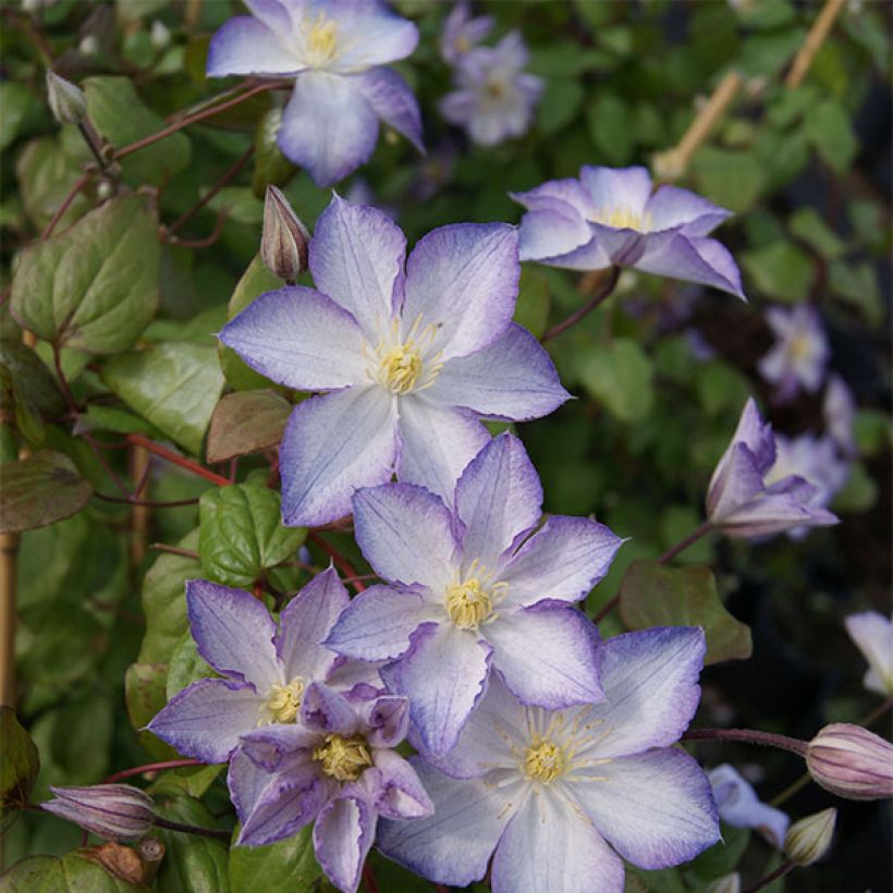 Clematis jackmanii Lucky Charm - Waldrebe (Hafen)