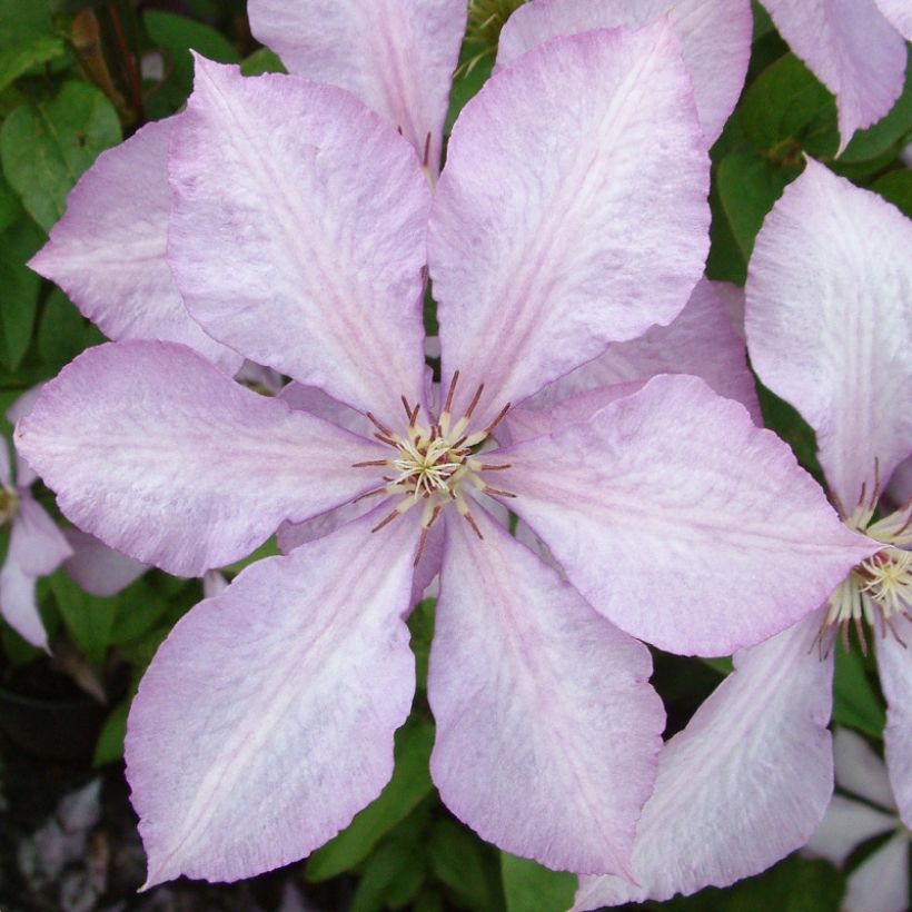 Waldrebe Margaret Hunt - Clematis (Blüte)