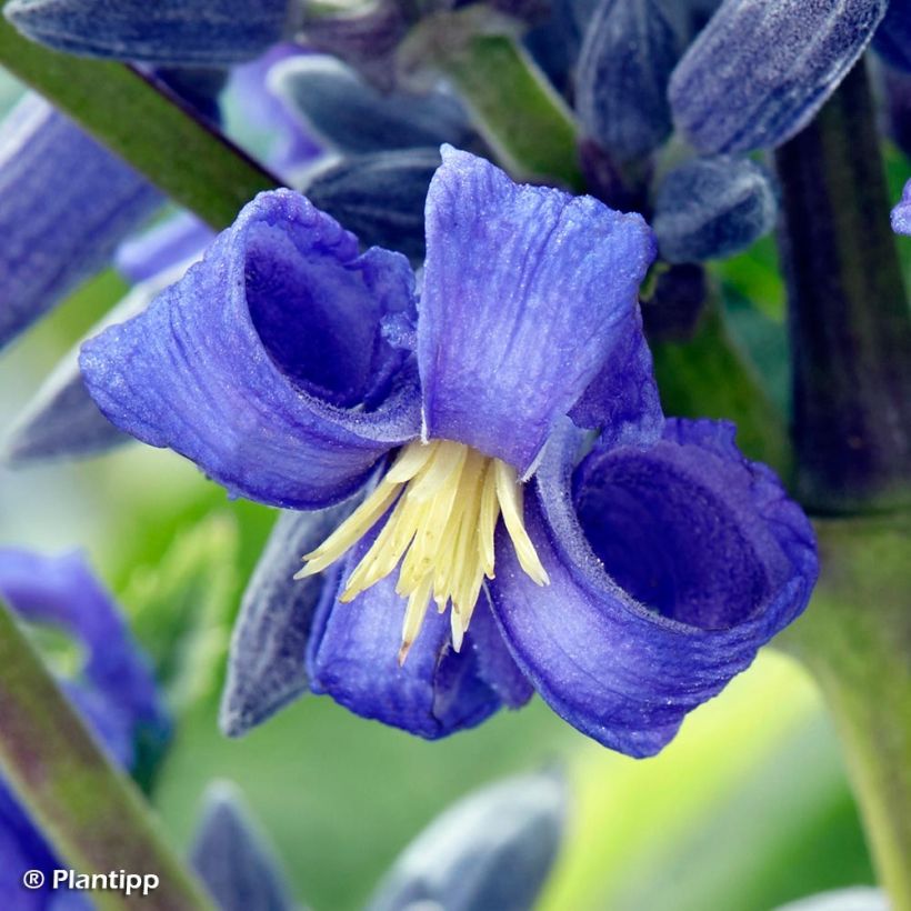 Waldrebe New Love - Clematis (Blüte)