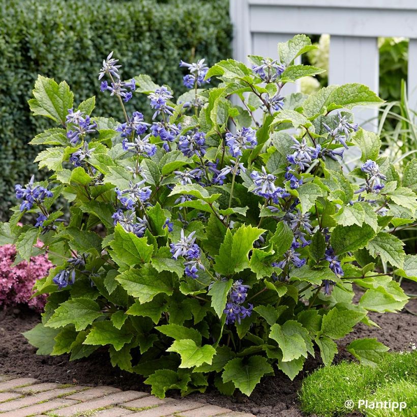 Waldrebe New Love - Clematis (Hafen)