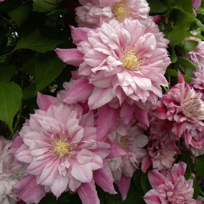 Waldrebe Patricia Ann Fretwell - Clematis (Blüte)