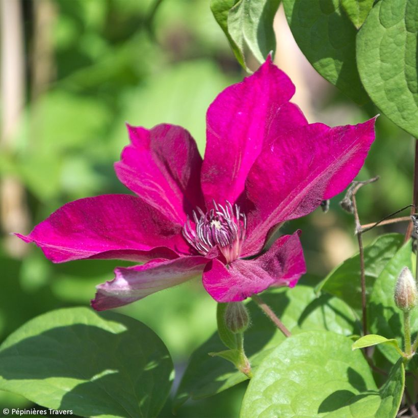 Waldrebe Perida - Clematis (Blüte)