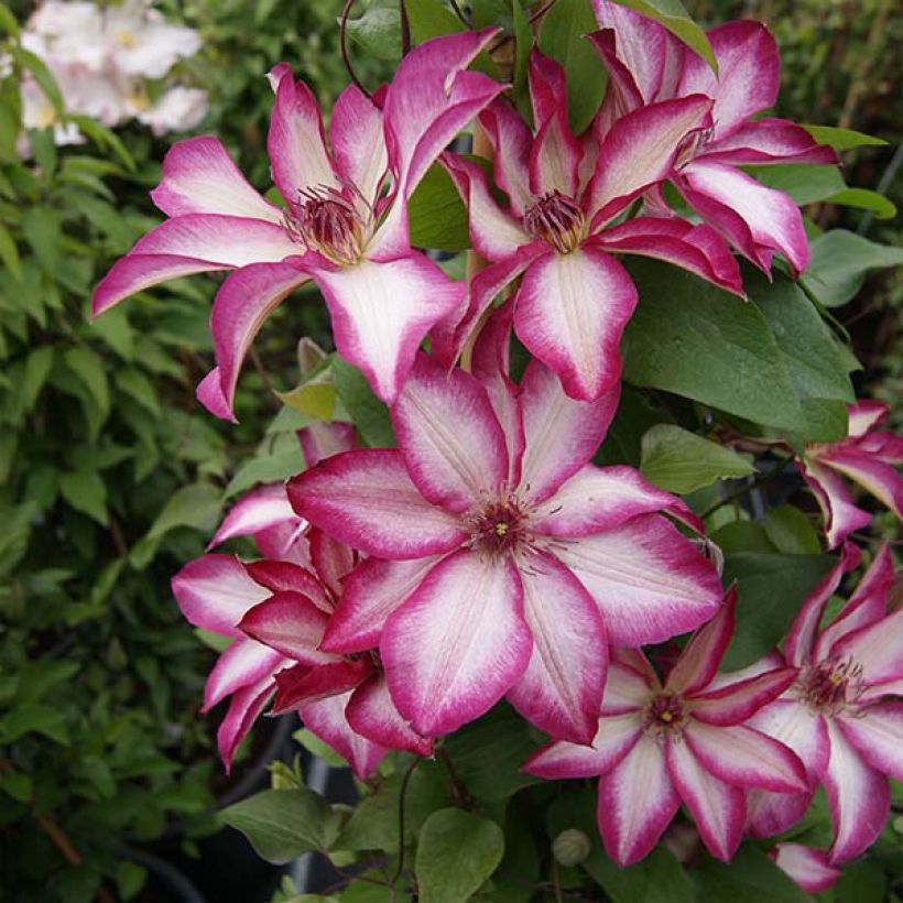 Waldrebe Picotee - Clematis (Hafen)