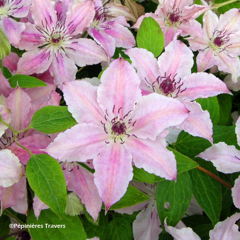 Waldrebe Pink Fantasy - Clematis (Blüte)