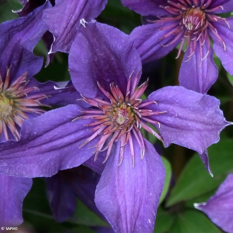 Waldrebe Saphyra Violetta - Clematis (Blüte)