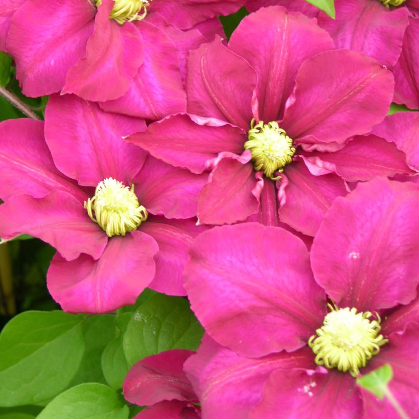 Waldrebe SUCCESS Magenta - Clematis (Blüte)