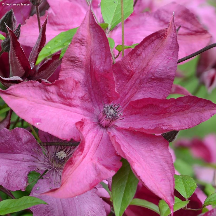 Waldrebe Saphyra Nancy - Clematis (Blüte)