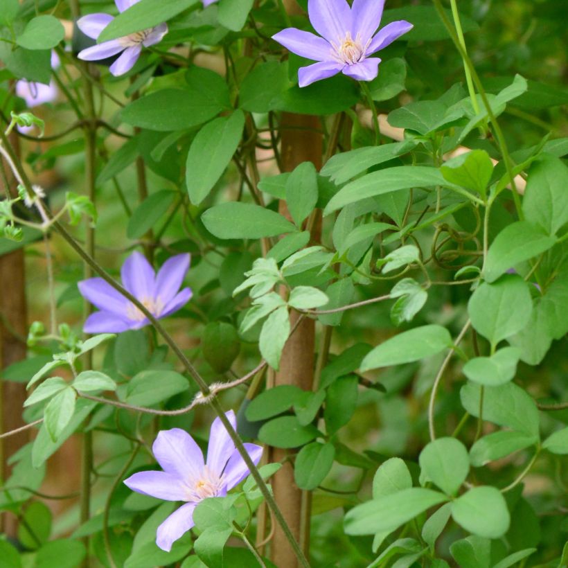 Waldrebe Sugar Sweet - Clematis (Laub)