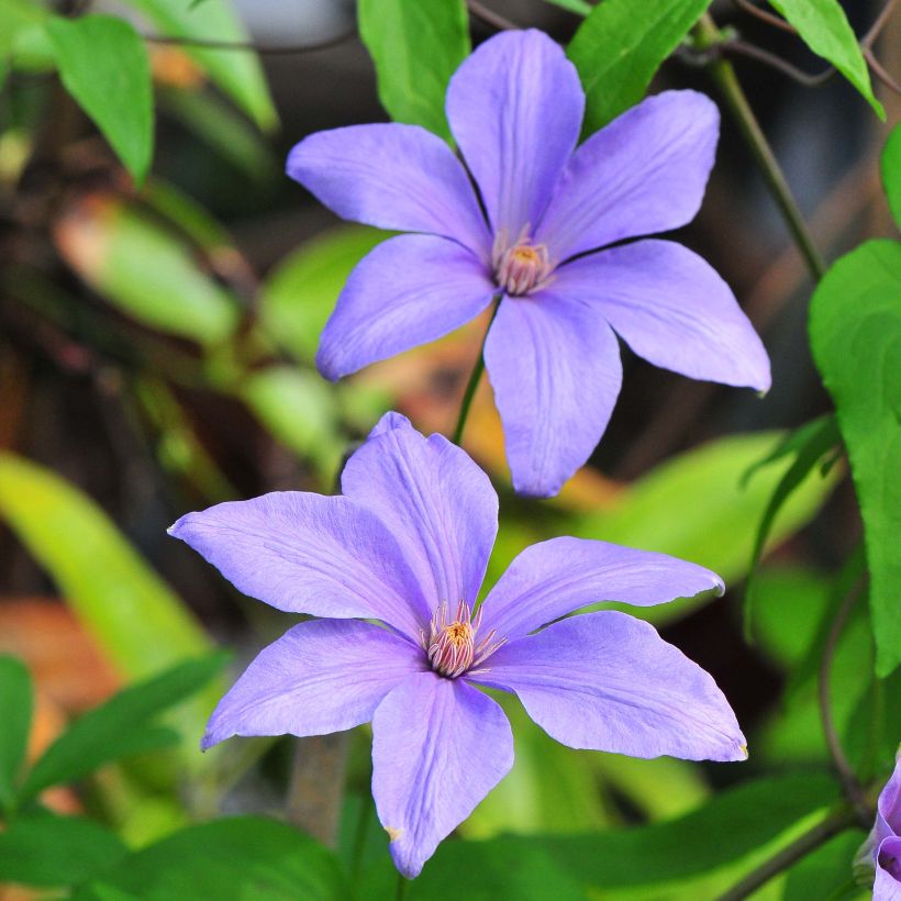 Waldrebe Sugar Sweet - Clematis (Blüte)