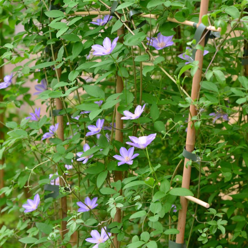 Waldrebe Sugar Sweet - Clematis (Hafen)