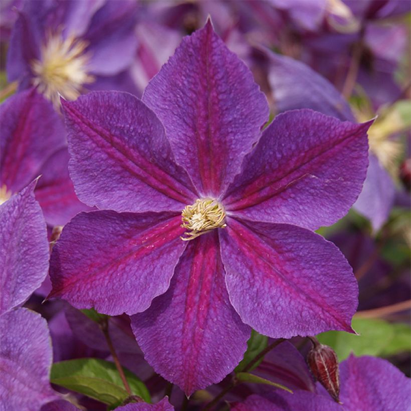 Waldrebe Star of India - Clematis (Blüte)