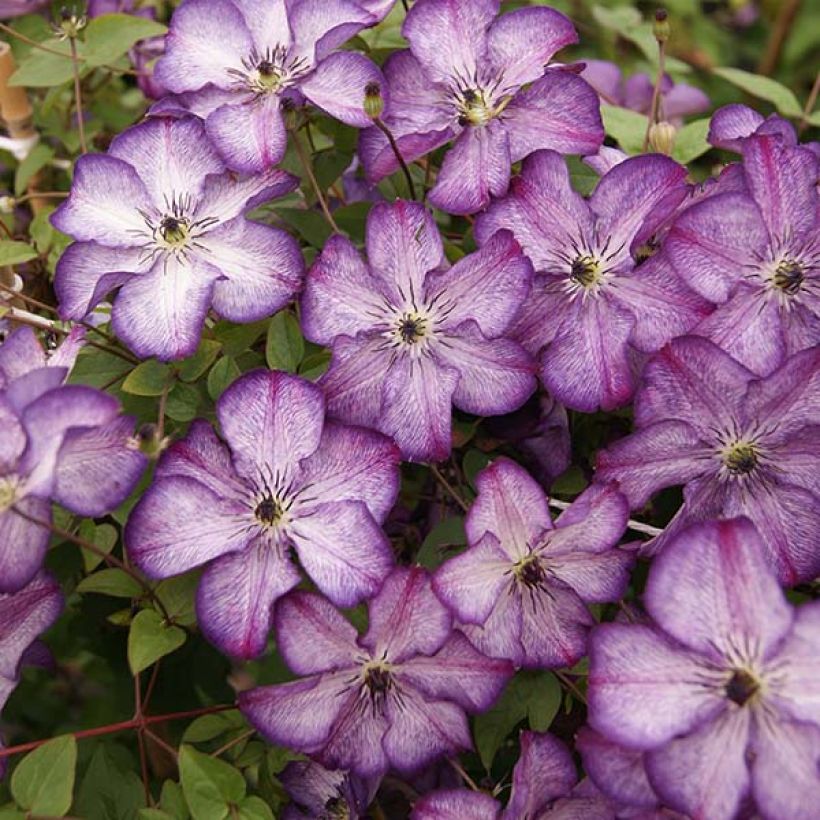 Clematis viticella Super Nova - Waldrebe (Blüte)