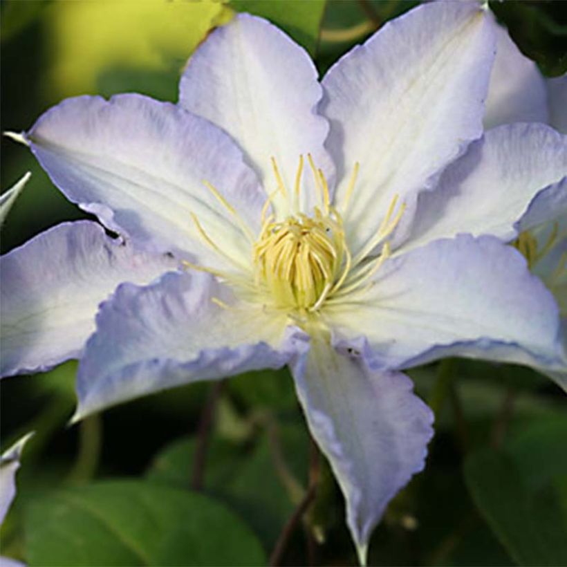 Waldrebe Thyrislund - Clematis (Blüte)