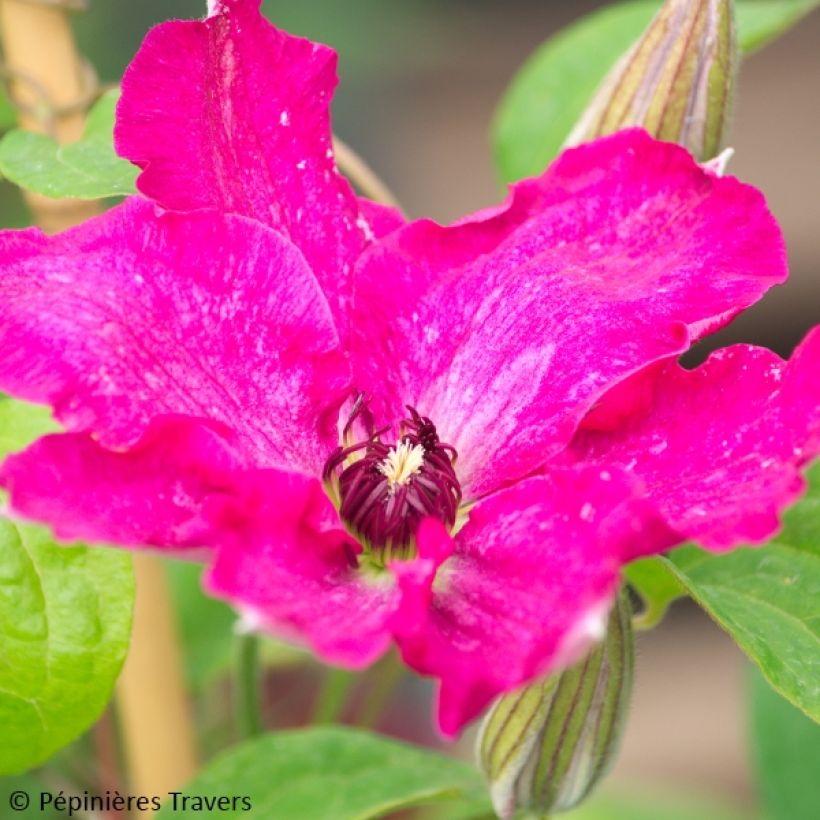 Waldrebe Viva Polonia - Clematis (Blüte)