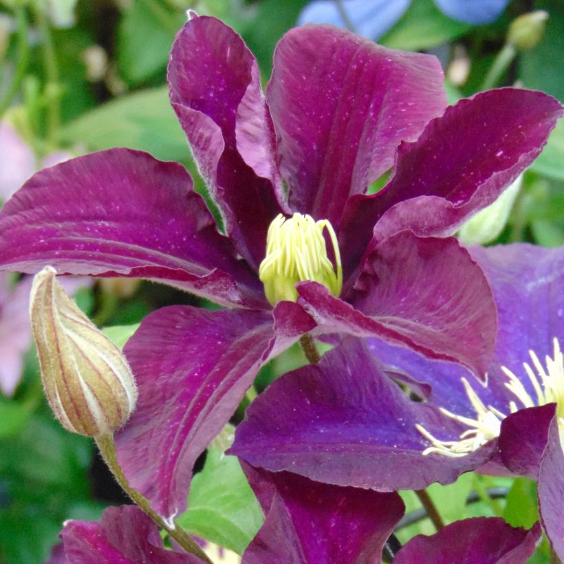 Waldrebe Warszawska Nike - Clematis (Blüte)