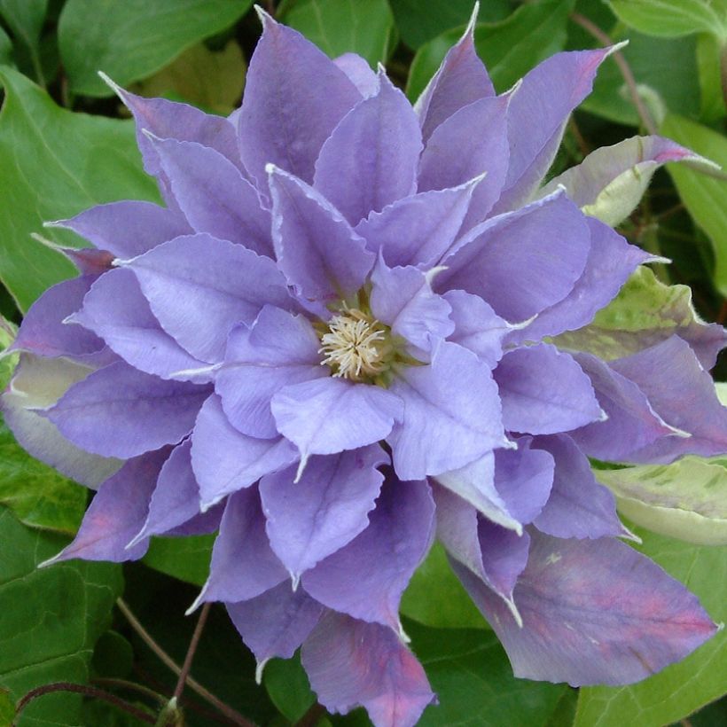 Waldrebe Yvette Houry - Clematis (Blüte)