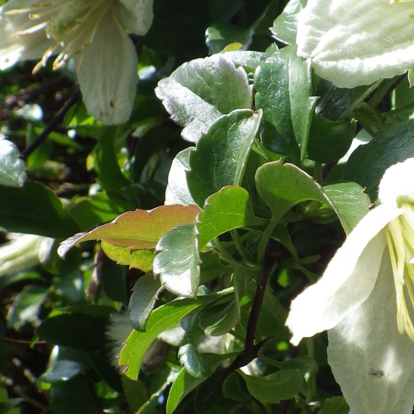 Clematis cirrhosa Wisley Cream - Waldrebe (Laub)