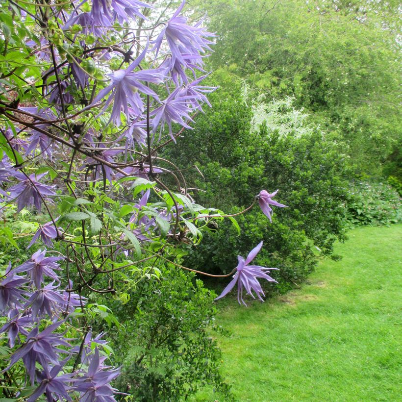 Clematis macropetala - Waldrebe (Hafen)