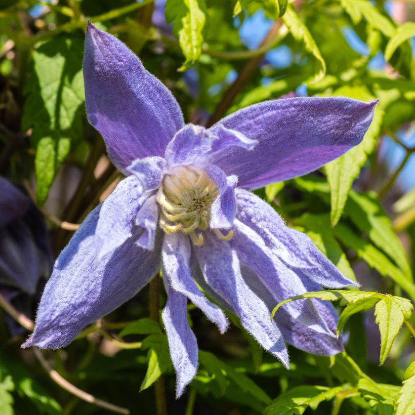 Clematis macropetala - Waldrebe (Blüte)