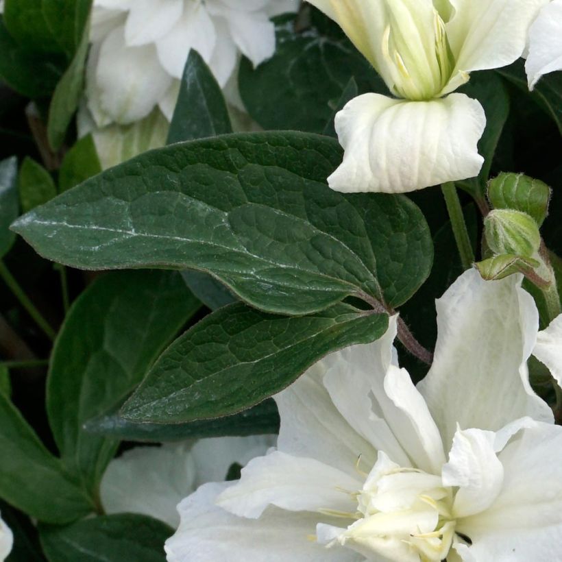 Waldrebe White Arabella - Clematis (Laub)